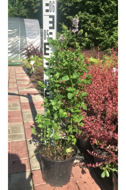 М’ята кучерява Кріспа - 3л/вис.40-50см/Ø20-30см